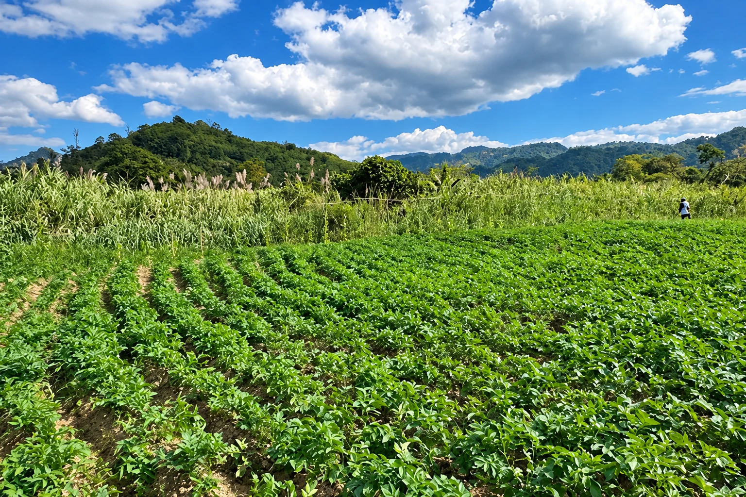 Mizoram landscape